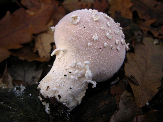 Escursione in querceto, finalmente i funghi!!!